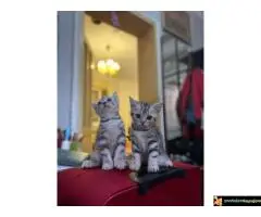 Britanski kratkodlaki mačici - 6