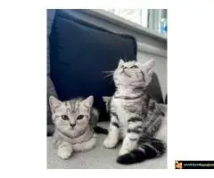 Britanski kratkodlaki mačici - 7