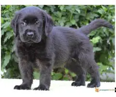 Labrador retriver štenci