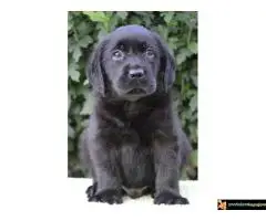 Labrador retriver štenci