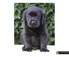 Labrador retriver štenci