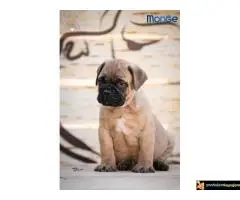 Home of Guardians - bullmastiff kennel - 6