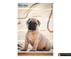 Home of Guardians - bullmastiff kennel - 7