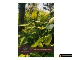 Bambus, nar, aukuba, adam