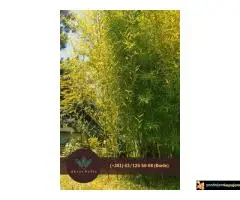 Bambus, nar, aukuba, adam