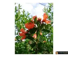 Bambus, nar, aukuba, adam