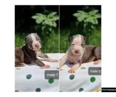 Na prodaju plavi americki stafordski terijer (Ast). - 2