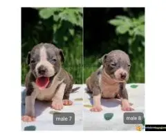 Na prodaju plavi americki stafordski terijer (Ast). - 3