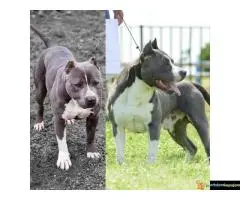 Na prodaju plavi americki stafordski terijer (Ast). - 4