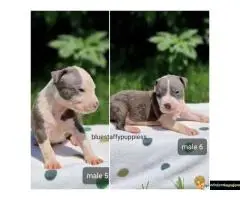 Na prodaju plavi americki stafordski terijer (Ast). - 5