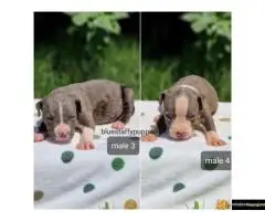 Na prodaju plavi americki stafordski terijer (Ast). - 6