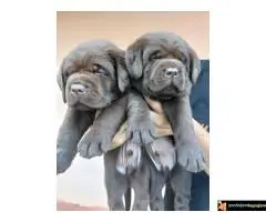 Na prodaju čokoladni štenci labrador retrivera - 6