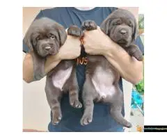 Na prodaju čokoladni štenci labrador retrivera - 7