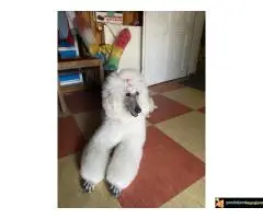 Na prodaju stenci kraljevske (standard) pudle - 2