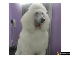 Na prodaju stenci kraljevske (standard) pudle - 3