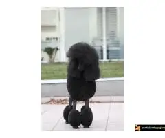 Na prodaju stenci kraljevske (standard) pudle - 4