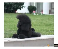 Na prodaju stenci kraljevske (standard) pudle - 5