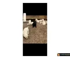 Na prodaju stenci kraljevske (standard) pudle - 6