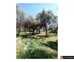 Herceg Novi, građevinski placevi na 1.7 km od centra