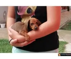 Prodajem 5 kučića Jazavičara