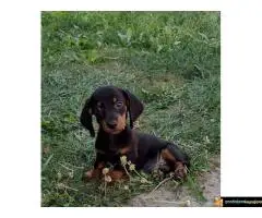 Prodajem 5 kučića Jazavičara