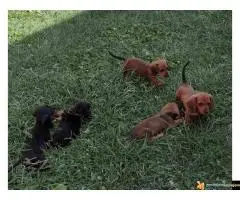 Prodajem 5 kučića Jazavičara