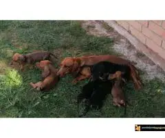 Prodajem 5 kučića Jazavičara