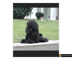 Na prodaju stenci kraljevske pudle