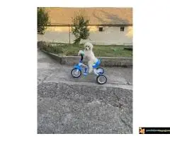 Na prodaju stenci kraljevske pudle