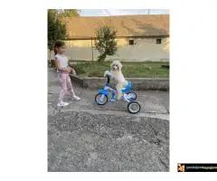 Na prodaju stenci kraljevske pudle