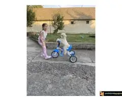 Na prodaju stenci kraljevske pudle