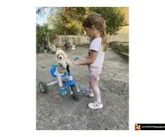 Na prodaju stenci kraljevske pudle - 6