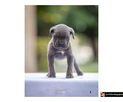 Na prodaju stenci Cane Corsa