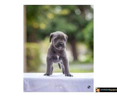 Na prodaju stenci Cane Corsa