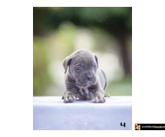 Na prodaju stenci Cane Corsa