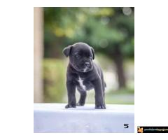 Na prodaju stenci Cane Corsa