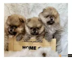 Na prodaju stenci pomeranaca