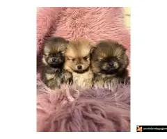 Na prodaju stenci pomeranaca