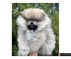 Na prodaju stenci pomeranaca