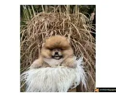 Na prodaju stenci pomeranaca