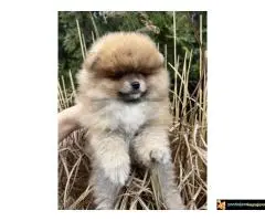 Na prodaju stenci pomeranaca - 6