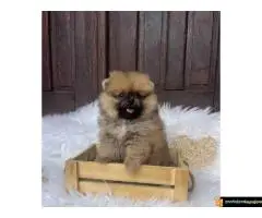 Na prodaju stenci pomeranaca - 7