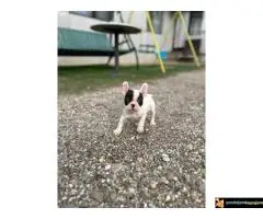 Prelepi štenci francuskog buldoga