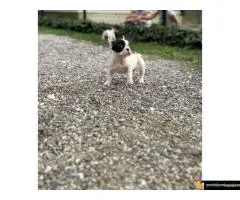 Prelepi štenci francuskog buldoga