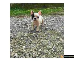 Prelepi štenci francuskog buldoga