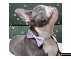 Štenci francuskog buldoga egzotičnih boja