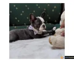 Štenci francuskog buldoga egzotičnih boja