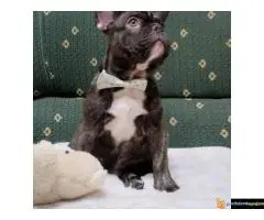 Štenci francuskog buldoga egzotičnih boja