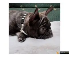 Štenci francuskog buldoga egzotičnih boja