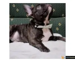 Štenci francuskog buldoga egzotičnih boja - 6